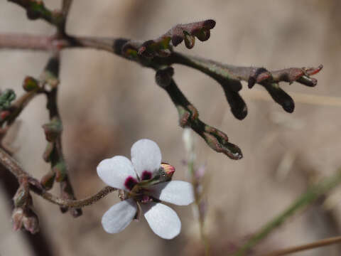 Image of Pelargonium senecioides L'Her.