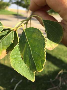 Image de Populus acuminata Rydb.