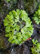 Image of Violet crystalwort