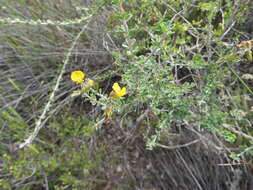 Image of <i>Wiborgiella sessilifolia</i>