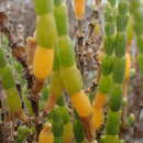 Image of Salicornia littorea (Moss) Piirainen & G. Kadereit