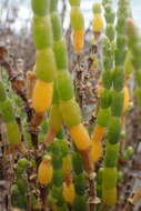 Image of Salicornia littorea (Moss) Piirainen & G. Kadereit