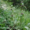 Image of Marrubium catariifolium Desr.