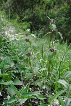 Plancia ëd Marrubium catariifolium Desr.