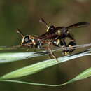 Image of Monoceromyia macleayi (Ferguson 1926)