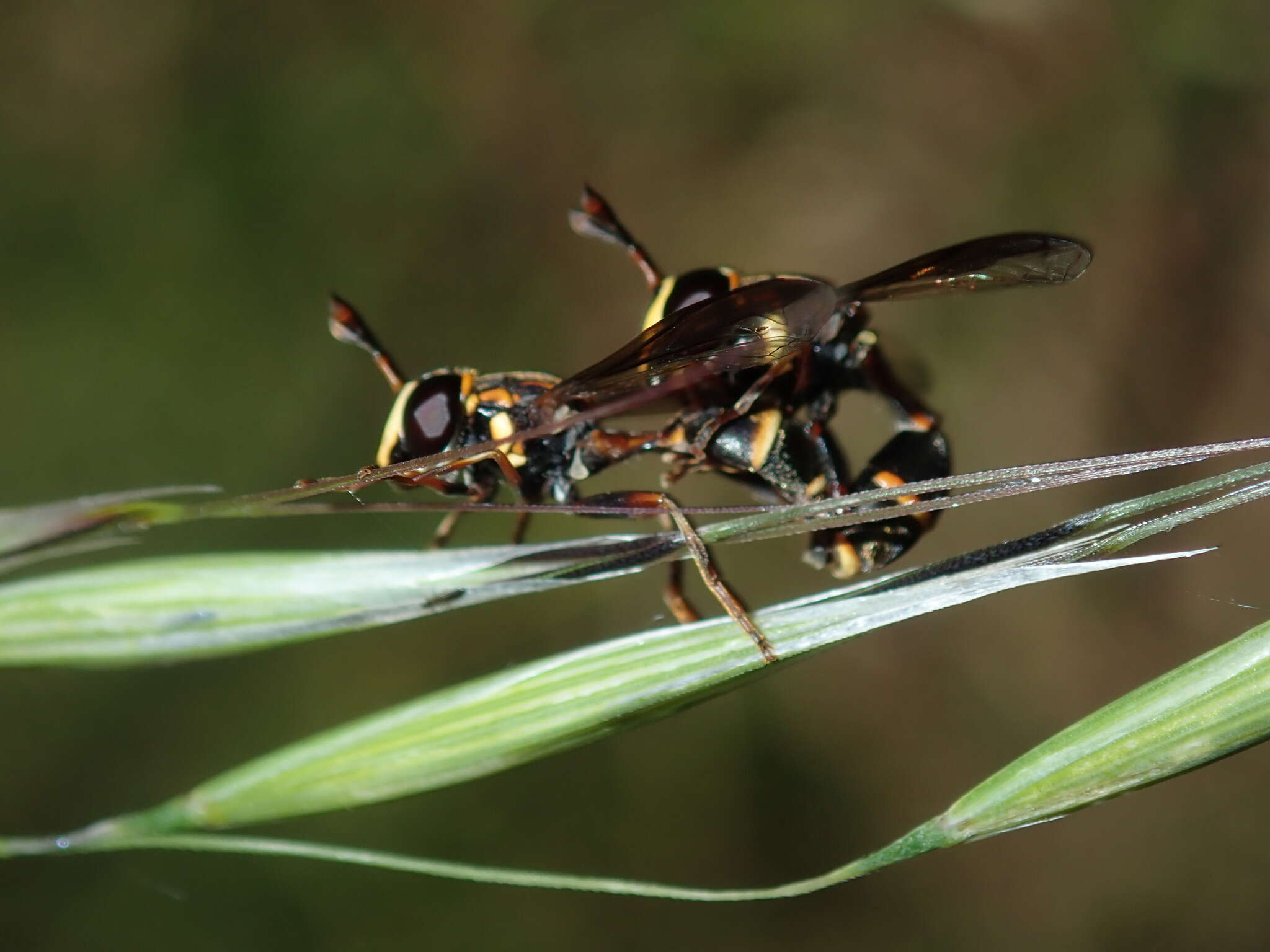 Image of Monoceromyia macleayi (Ferguson 1926)