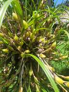 Image of Coconut orchid