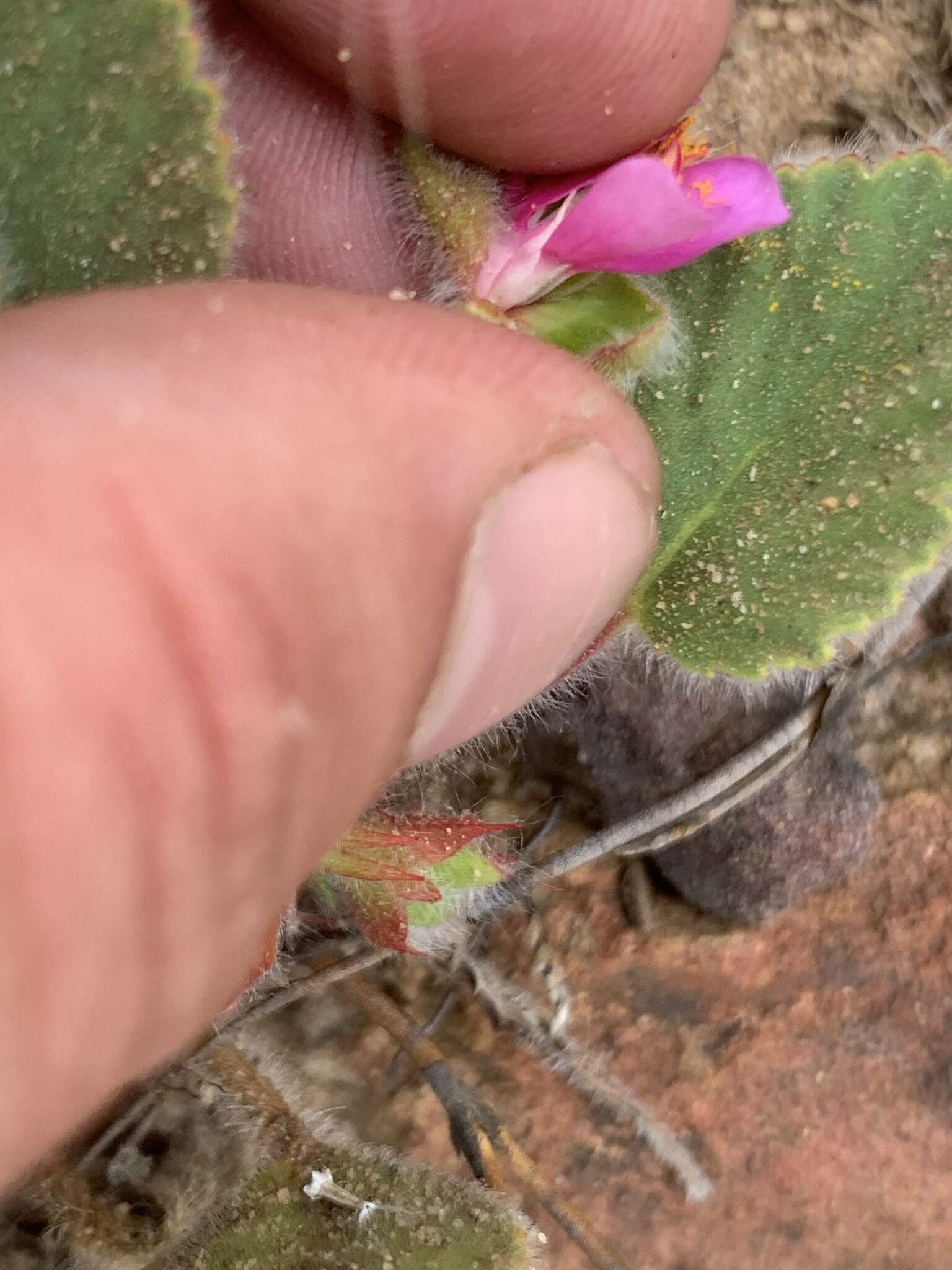 Imagem de Pelargonium ovale subsp. hyalinum L. Hugo