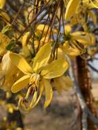 صورة Cassia abbreviata subsp. beareana (Holmes) Brenan