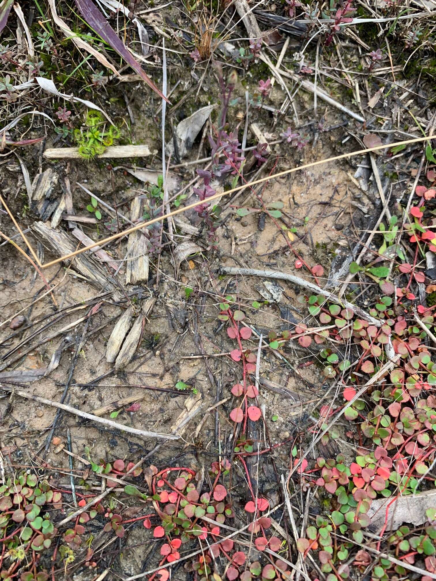 Image of Gonocarpus micranthus subsp. micranthus