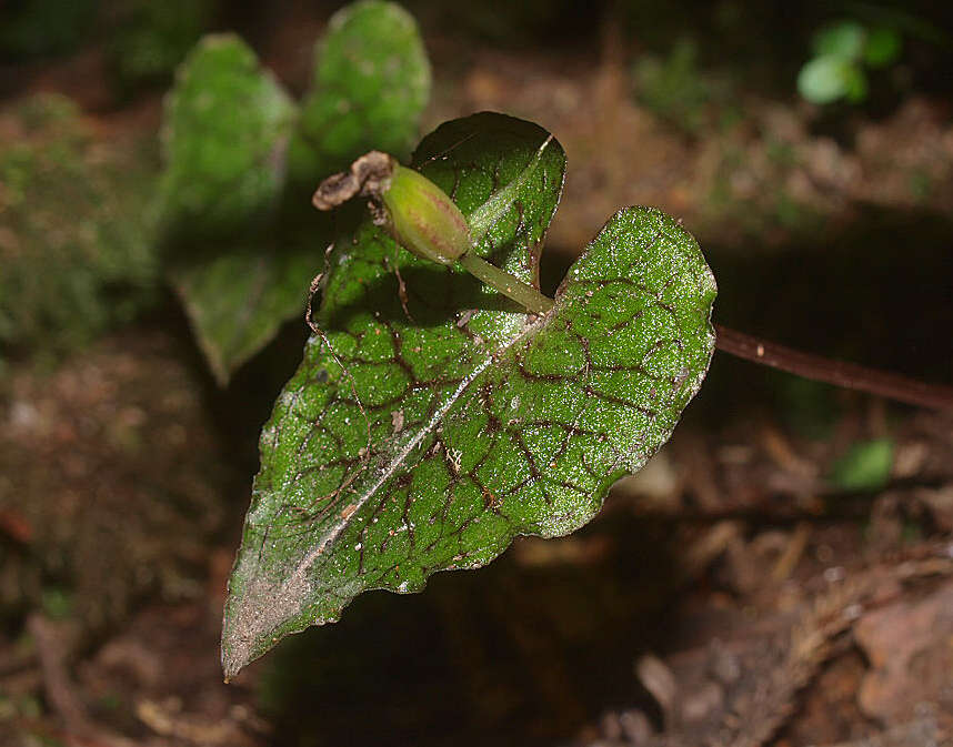 Image of Dancing spider orchid