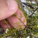 Polygonella polygama var. brachystachya (Meisn.) Wunderlin resmi