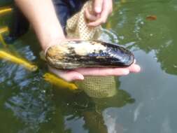 Image of Spectacle Case Pearly Mussel