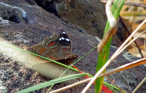 Image of <i>Junonia <i>natalica</i></i> natalica