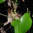 Dioscorea cotinifolia Kunth的圖片