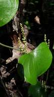 Dioscorea cotinifolia Kunth的圖片