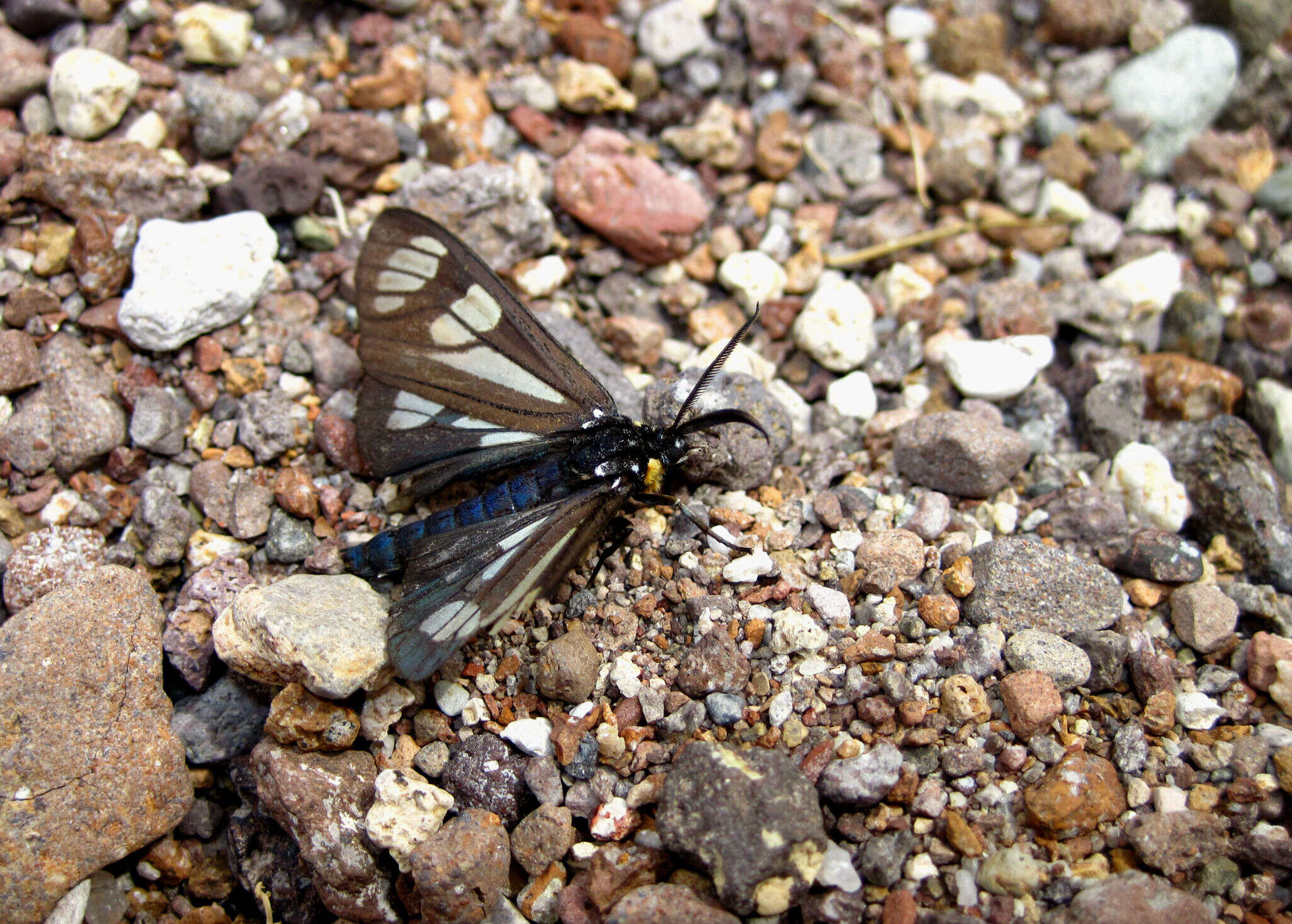 Imagem de Gnophaela aequinoctialis Walker 1854