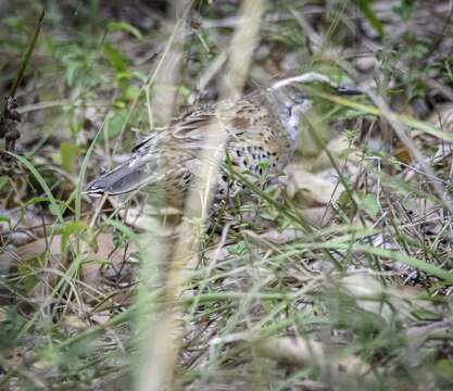 Image of Spotted Quail-thrush