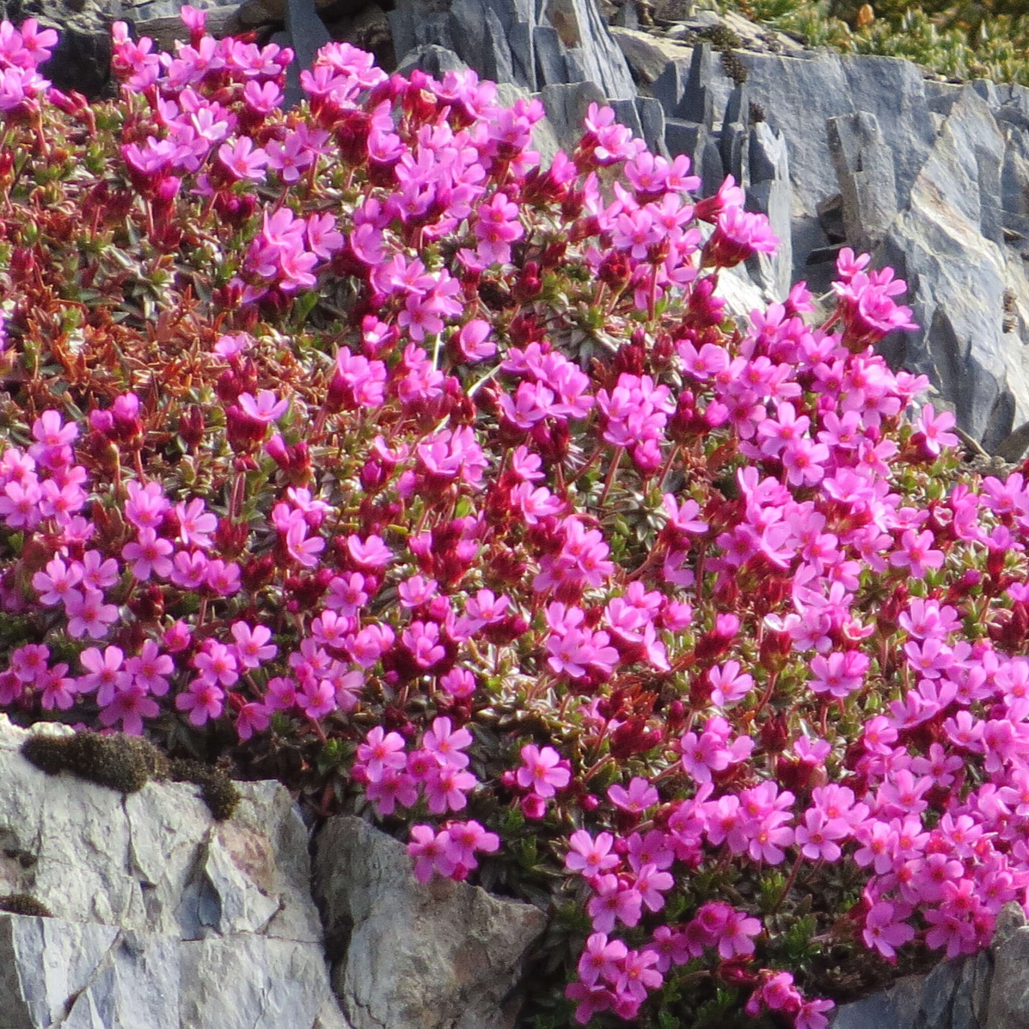 Image of cliff dwarf-primrose