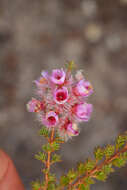 Image of Verticordia pennigera Endl.