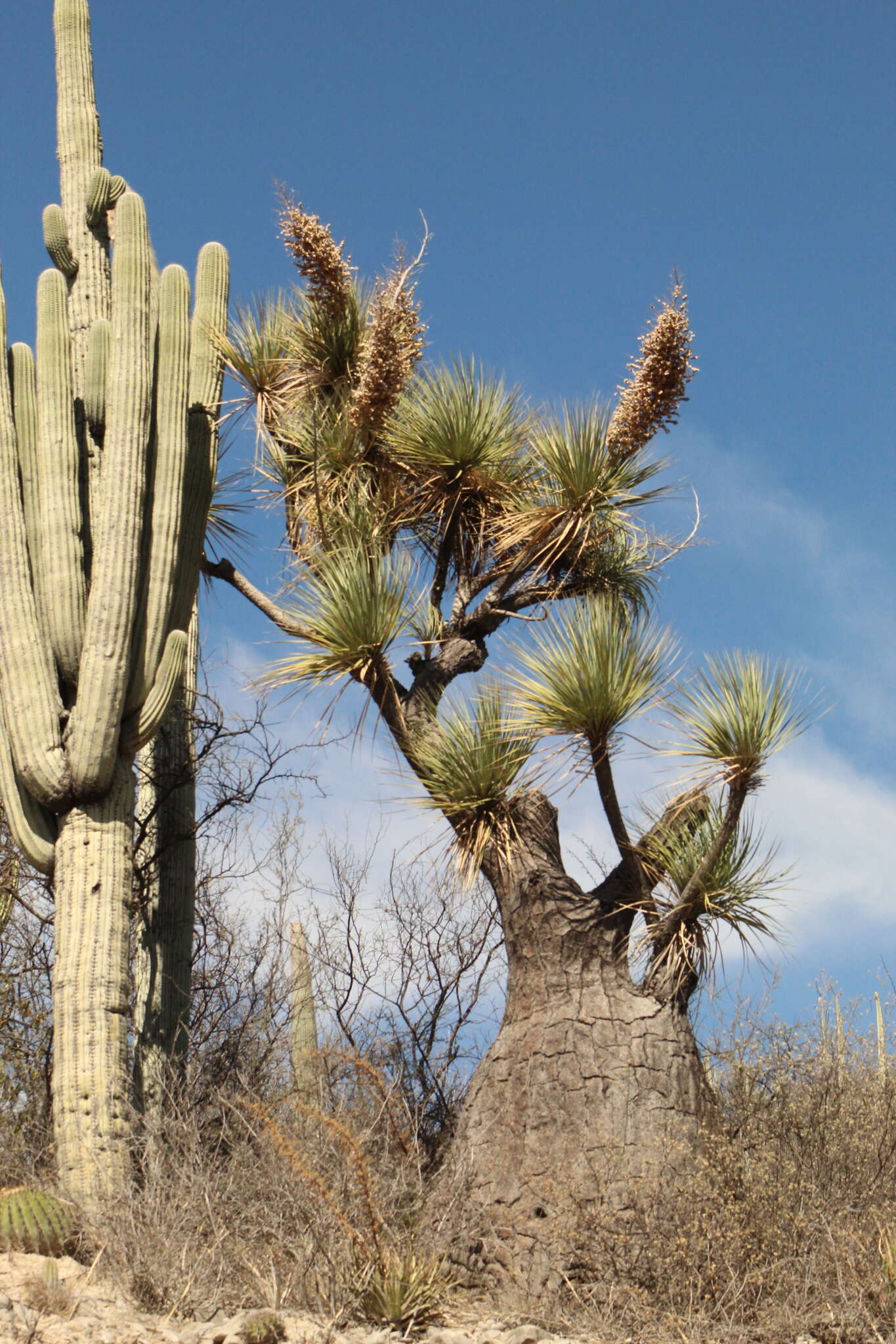 Image of Mexican Pony Tail Palm