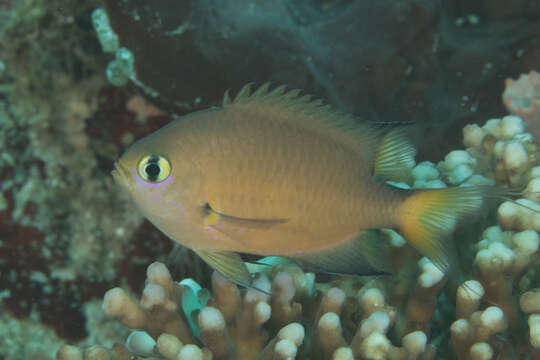 Image de Pycnochromis atripes (Fowler & Bean 1928)