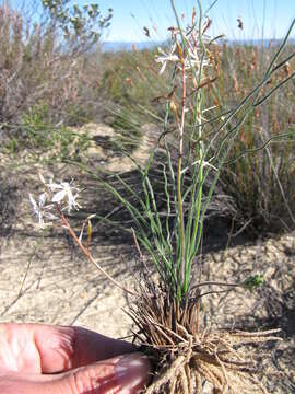 Image of Trachyandra gracilenta Oberm.