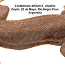 Image of Liolaemus shitan Abdala, Quinteros, Scrocchi & Stazzonelli 2010