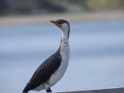 Image of Dwarf cormorants