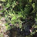 Imagem de Indigofera angustifolia var. tenuifolia (Lam.) Harv.