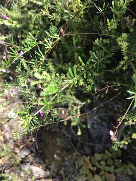 Слика од Indigofera angustifolia var. tenuifolia (Lam.) Harv.