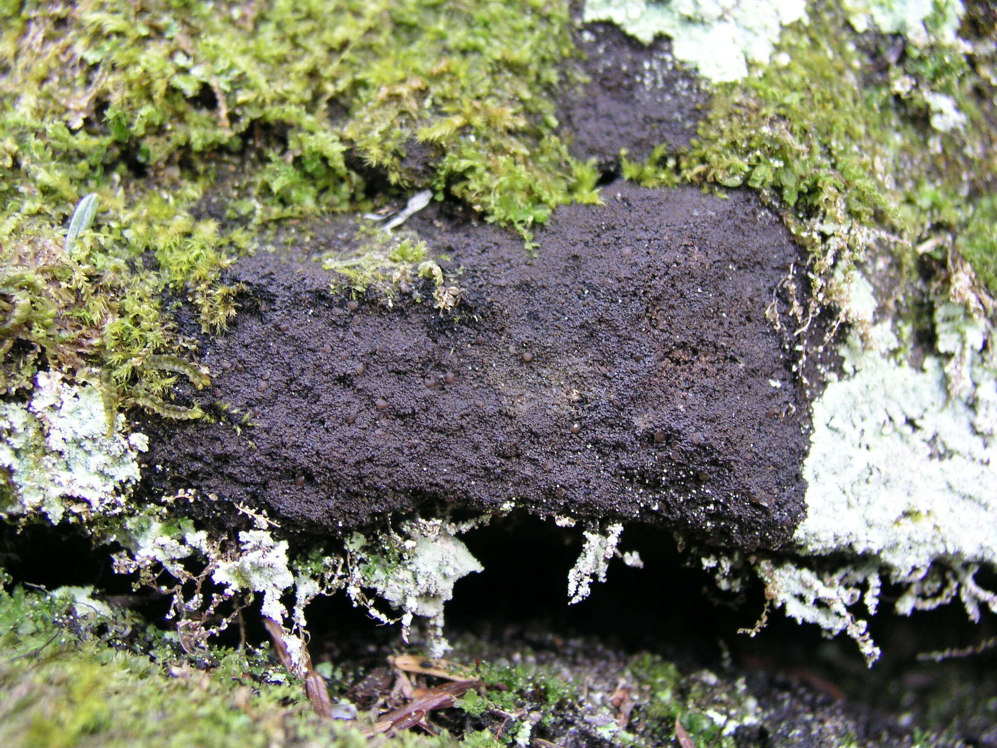 Image of Vahliella leucophaea (Vahl) P. M. Jørg.