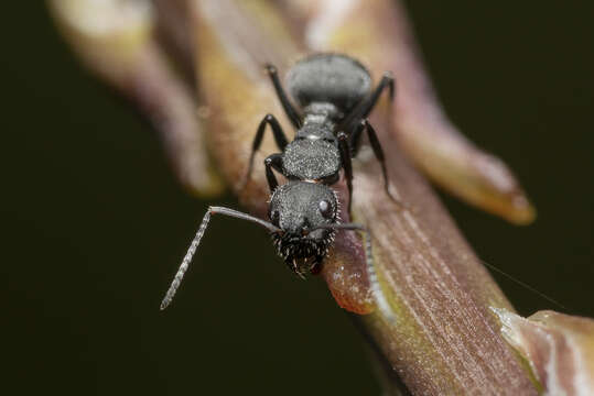 Image of Camponotus kiesenwetteri (Roger 1859)