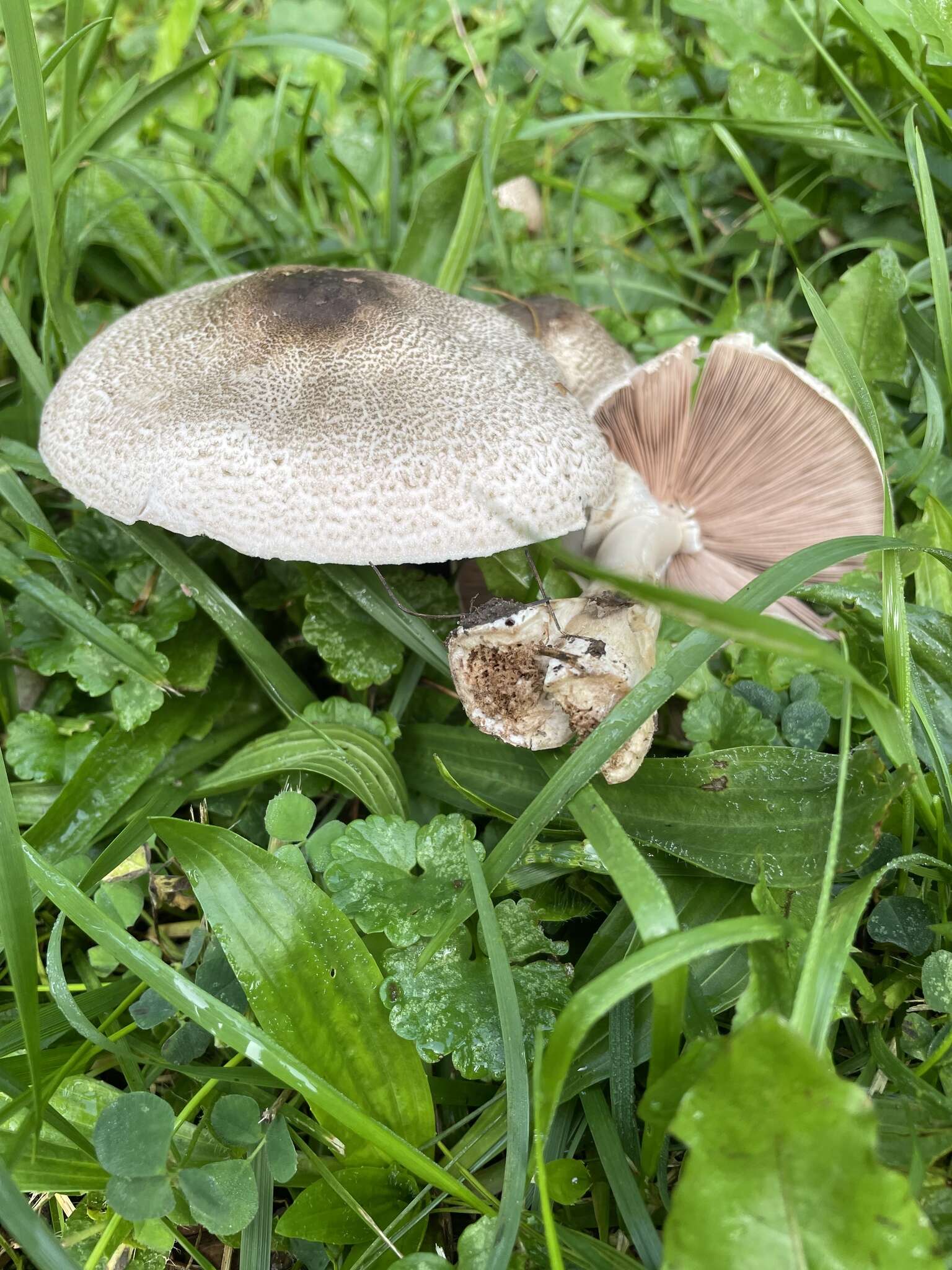 Image of Eastern Flat-topped Agaricus