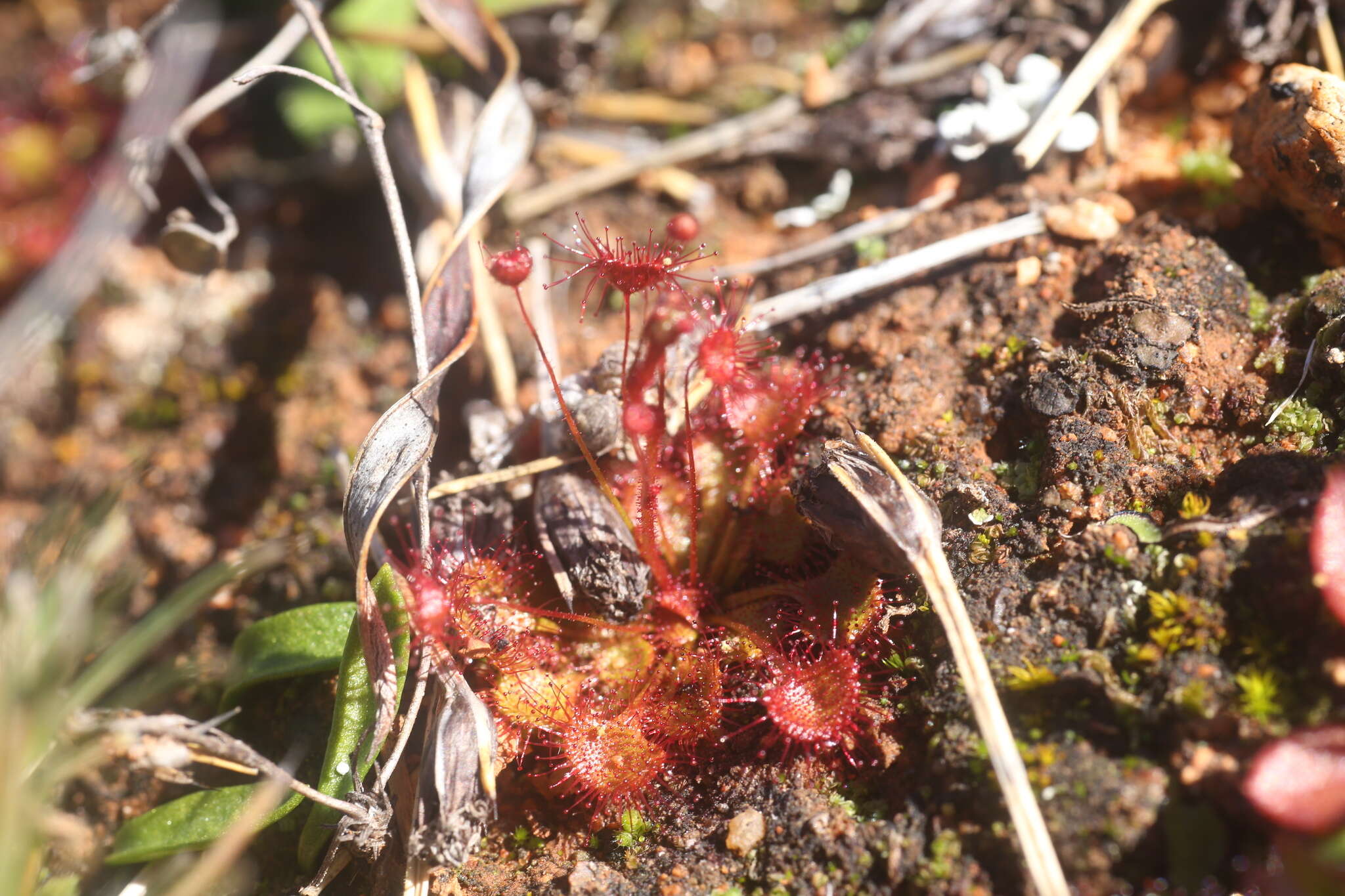 Image of Drosera andersoniana W. Fitzg. ex Ewart. & White