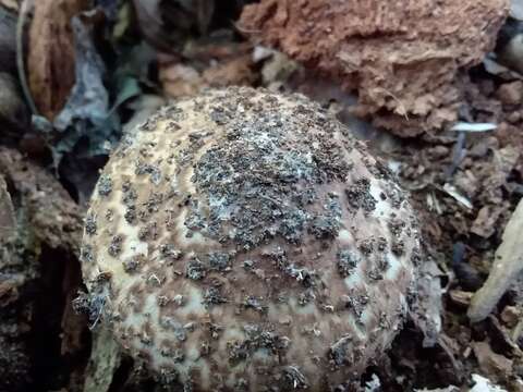 Image of Cystolepiota eriophora (Peck) Knudsen 1978