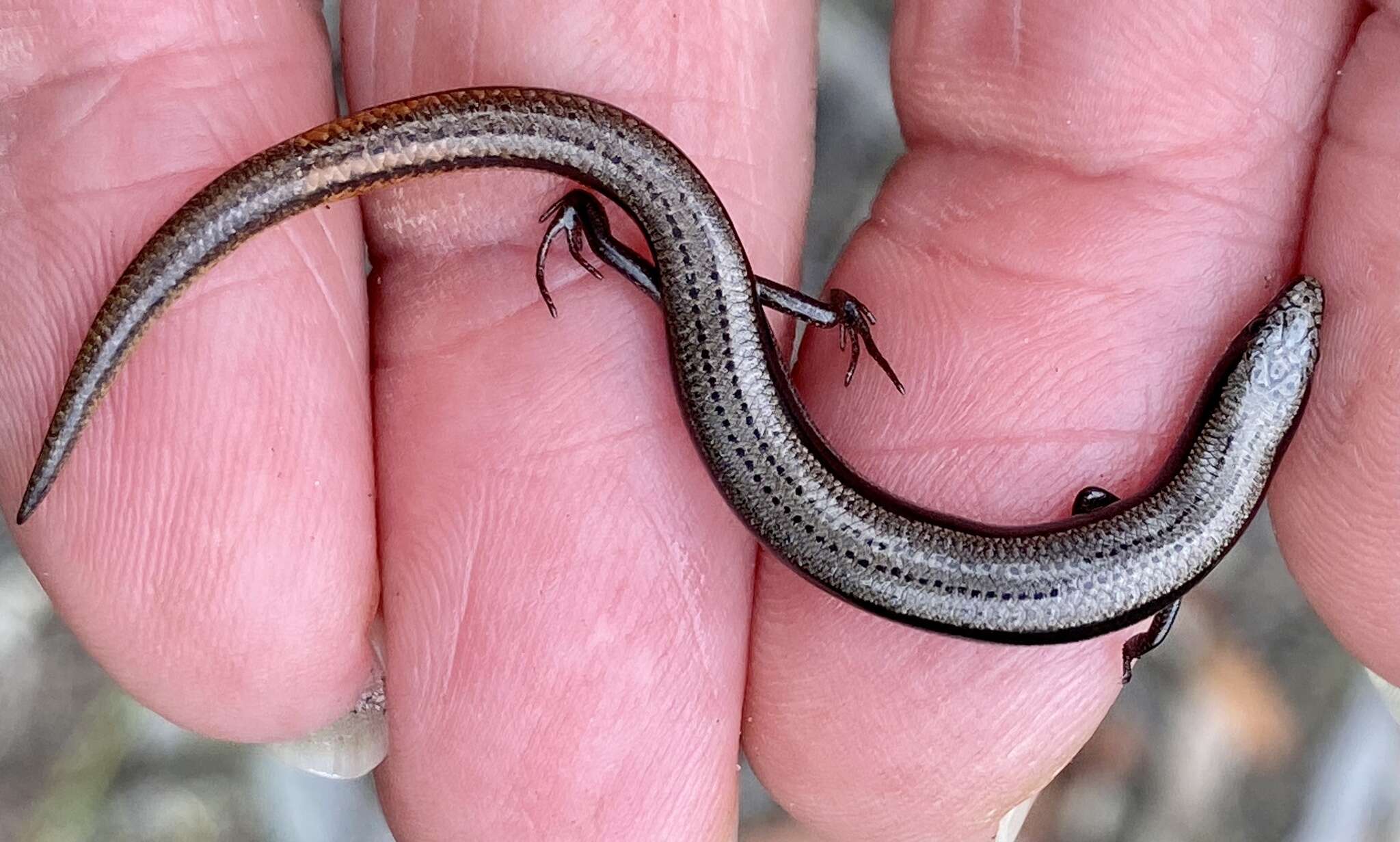 Image of South-western Orange-tailed Slider