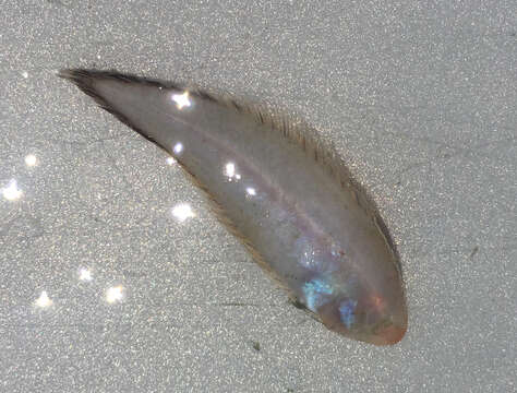 Image of California tonguefish