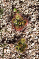 Image of <i>Drosera burmanni</i>