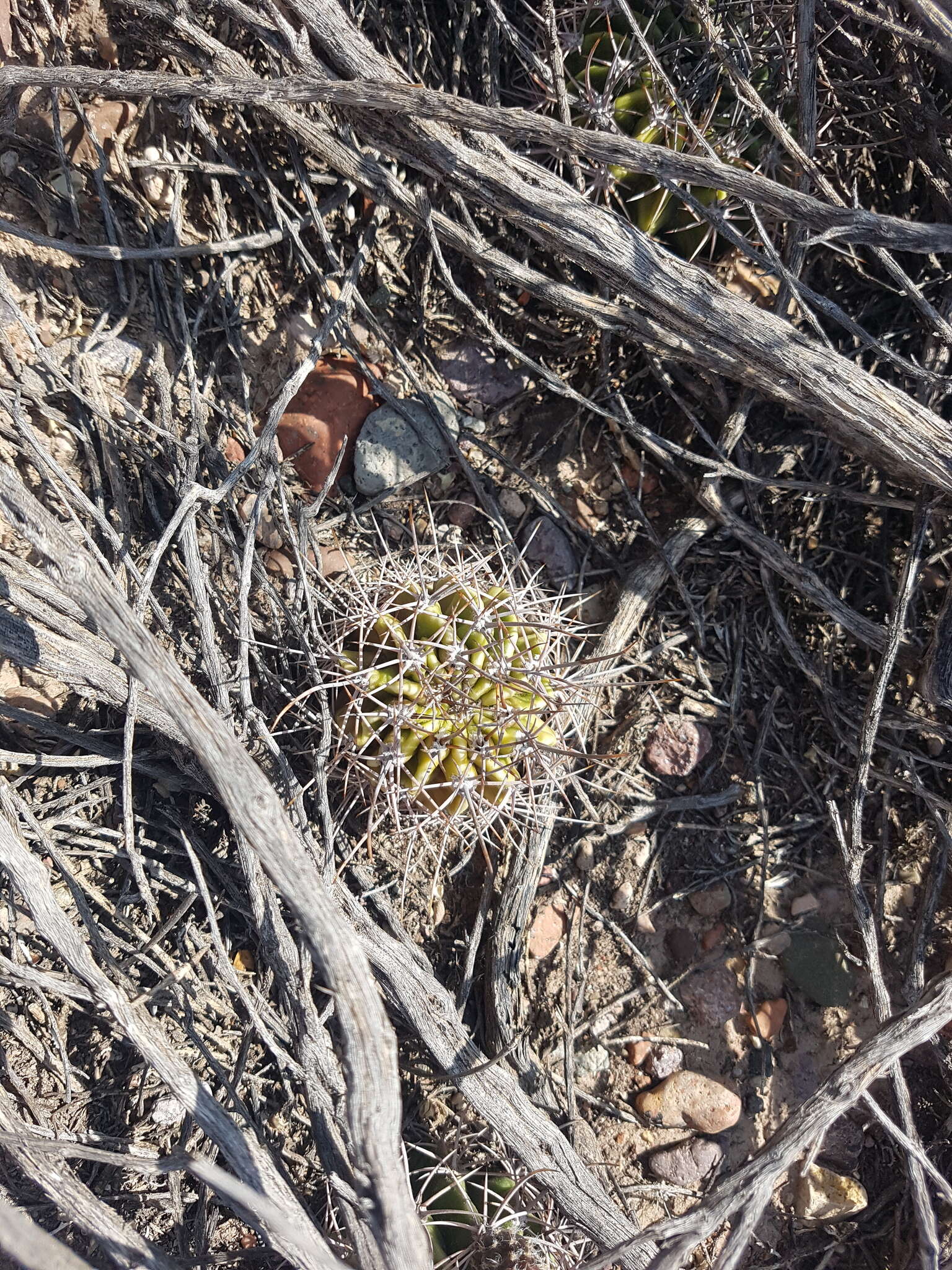 Image of Echinopsis leucantha (Gillies ex Salm-Dyck) Walp.