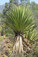 Sivun Yucca carnerosana (Trel.) McKelvey kuva