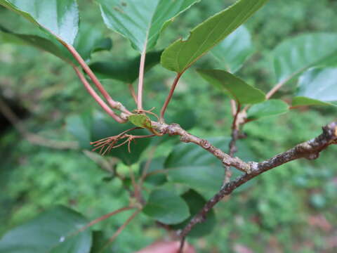 Image of Actinidia rufa (Sieb. & Zucc.) Planch. ex Miq.