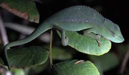 Image of Perinet chameleon