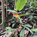 Image of Columnea nicaraguensis Oerst.