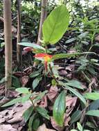 Image de Columnea nicaraguensis Oerst.