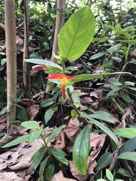 Image of Columnea nicaraguensis Oerst.