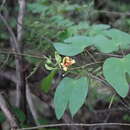 Image of Bauhinia capuronii Du Puy & R. Rabev.