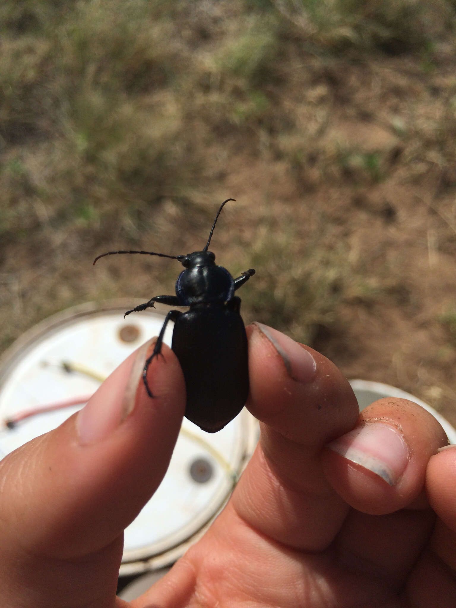 Imagem de Calosoma (Callitropa) externum (Say 1823)