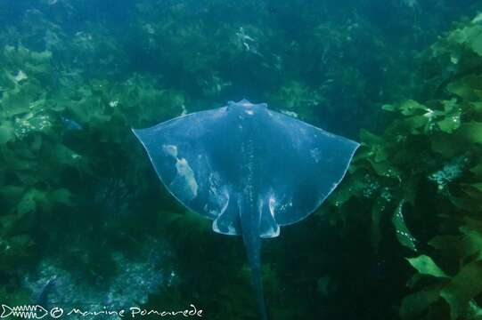 Image of Brown Stingray