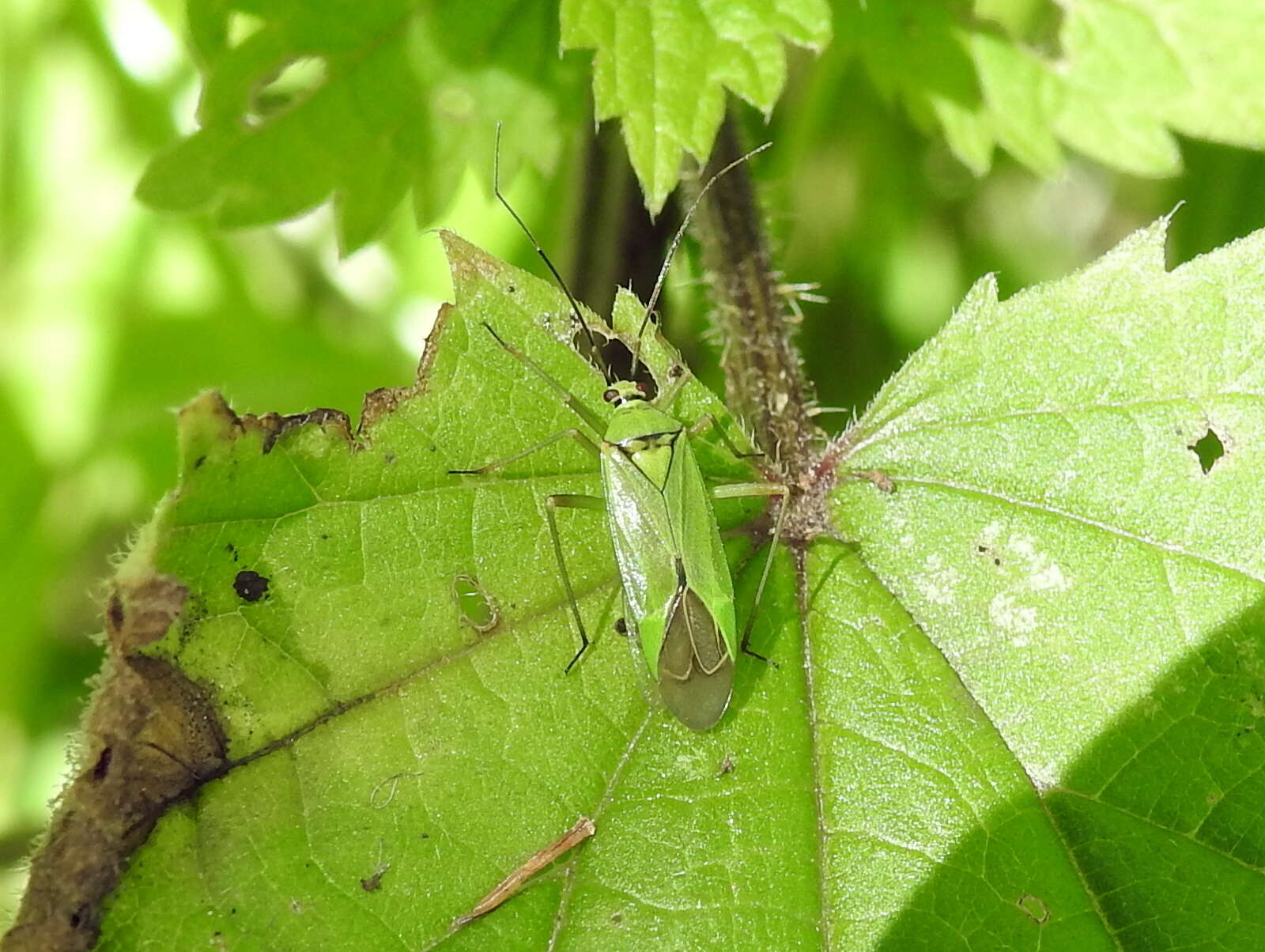 Image of Calocoris alpestris (Meyer-Dur 1843)